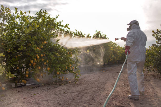Best Mosquito Control Services  in Pinetop Lakeside, AZ