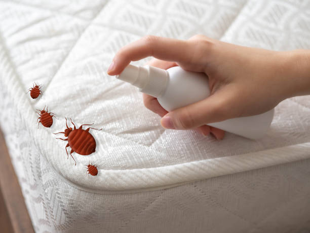 Best Pest Removal Services  in Pinetop Lakeside, AZ