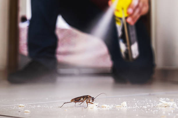 Professional Pest Control in Pinetop Lakeside, AZ